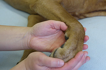 Tierphysiotherapeutische Behandlung beim Hund