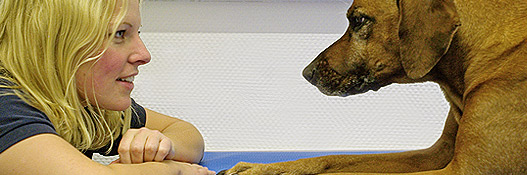 Physiotherapie, Schmerztherapie für Hunde